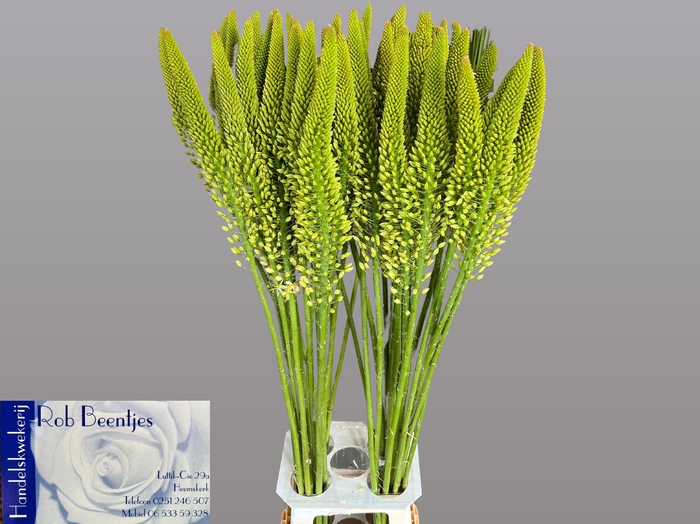 <h4>EREMURUS LINE DANCE</h4>