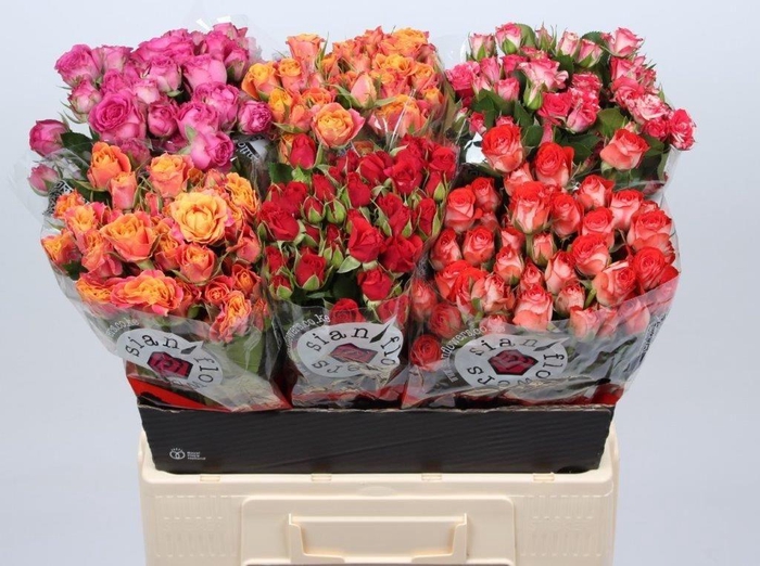 <h4>R TR GEM IN FUST</h4>