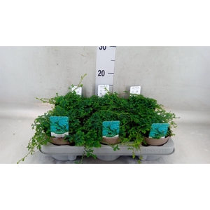 Selaginella uncinata 'Peacock'