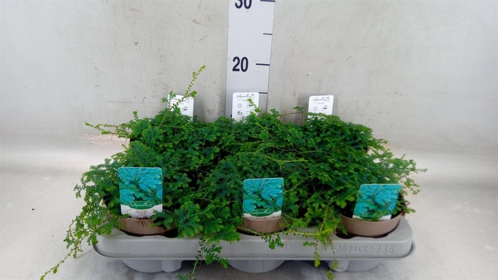 <h4>Selaginella uncinata 'Peacock'</h4>