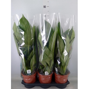 Spathiphyllum  'Bingo Cupido'