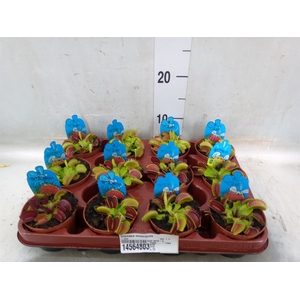 Dionaea muscipula