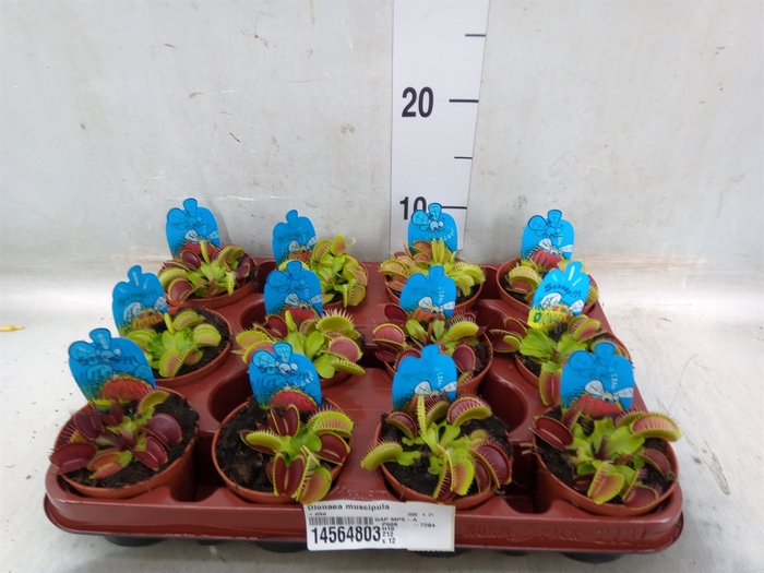 <h4>Dionaea muscipula</h4>