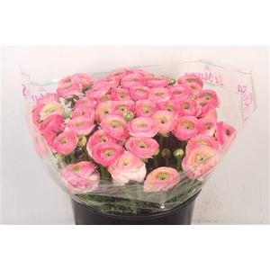 Ran... Su Felicidade Super