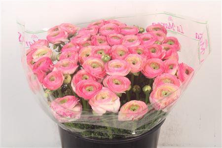 <h4>Ran... Su Felicidade Super</h4>