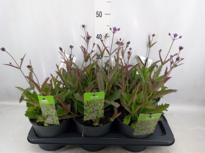 <h4>Verbena rigida</h4>