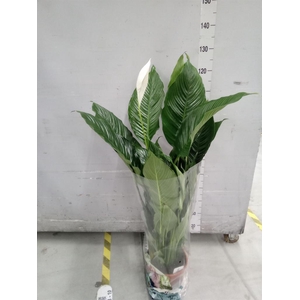 Spathiphyllum  'Sweet Sebastiano'