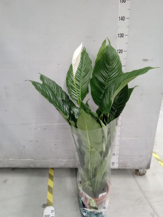 <h4>Spathiphyllum  'Sweet Sebastiano'</h4>