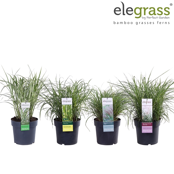 <h4>Miscanthus mix laag P23</h4>