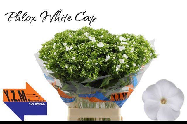 <h4>PHLOX P WHITECAP</h4>