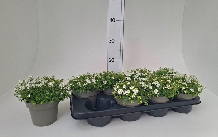 <h4>HUTCHINSIA ALPINA</h4>