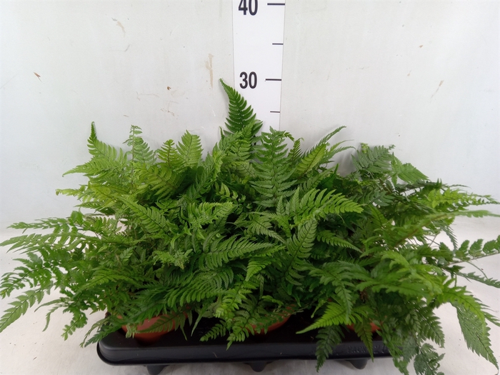 <h4>Polystichum tsus-simense</h4>