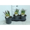 Imperata cylindrica 'Red Baron'
