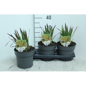 Imperata cylindrica 'Red Baron'