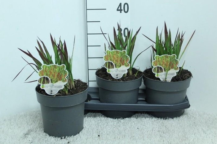 <h4>Imperata cylindrica 'Red Baron'</h4>