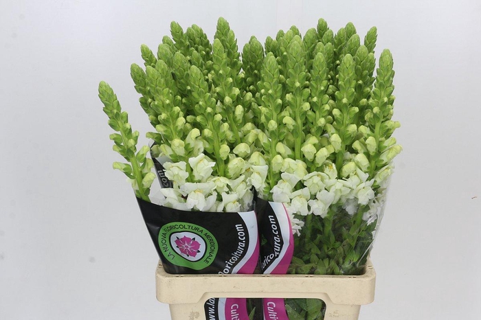 <h4>Antirrhinum Potomac White</h4>