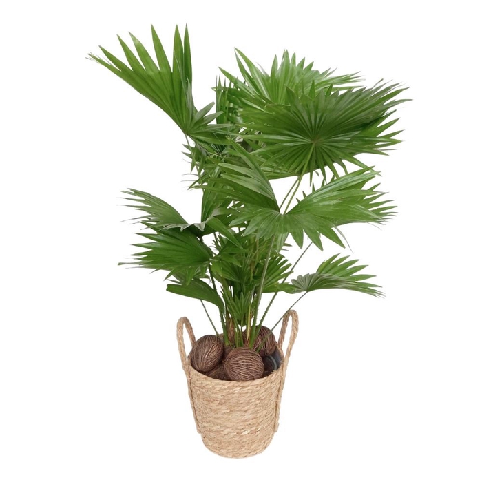 <h4>Livistona rotundifolia in Valencia mand</h4>