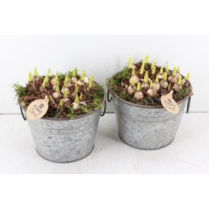 arr.. Muscari PL - Zink ton oor 483