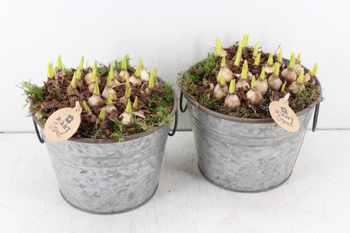 arr.. Muscari PL - Zink ton oor 483