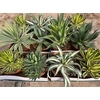 arr8 Agave Ov Mixbox