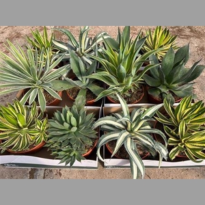 Agave Ov