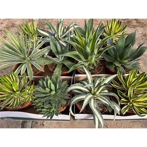Agave Ov