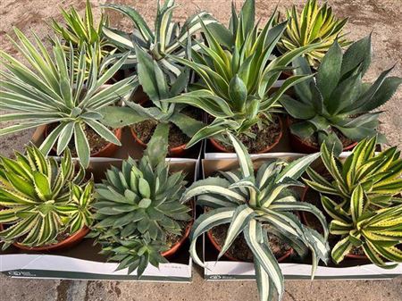 <h4>Agave Ov</h4>
