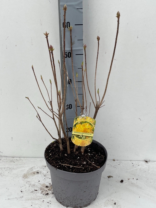 <h4>RHOD MO GOLD SUNSET</h4>