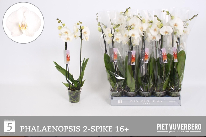 <h4>PHAL OV WIT</h4>