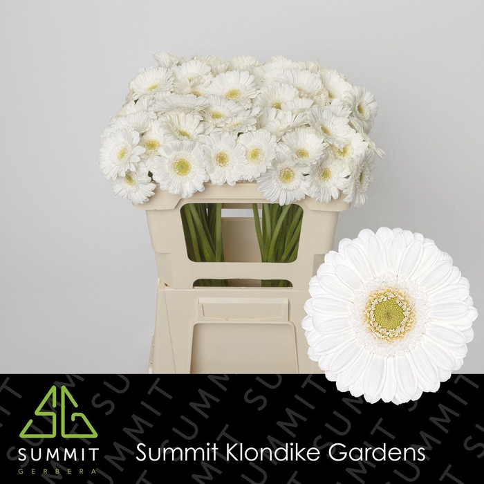 <h4>Gerbera MI 'Lobby'</h4>