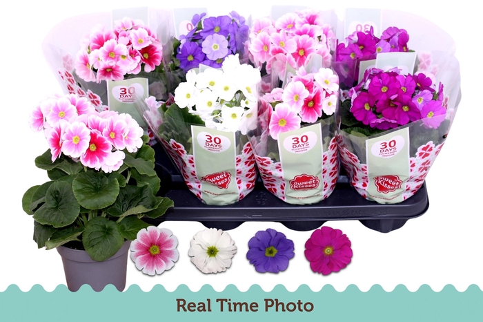 <h4>PRIM OB TM GEM</h4>