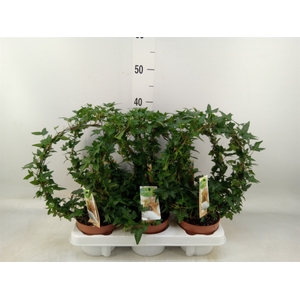 Hedera   ...green leafed