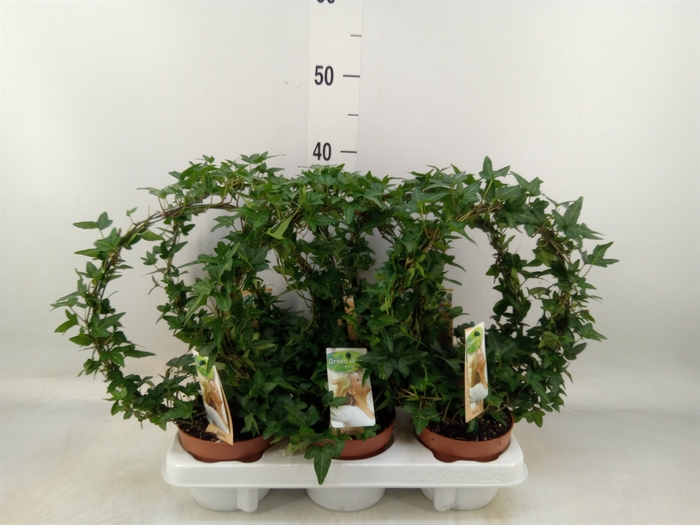 <h4>Hedera   ...green leafed</h4>