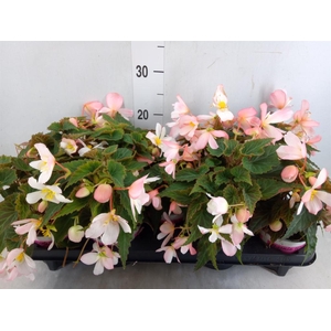 Begonia tuber. 'Fragrant FallPeach'