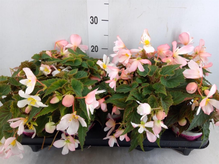 <h4>Begonia tuber. 'Fragrant FallPeach'</h4>