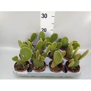 Opuntia microdasys var. pallida