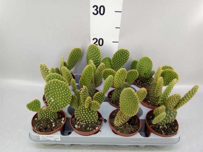 <h4>Opuntia microdasys var. pallida</h4>