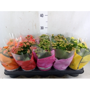 Kalanchoe blos.   ..rosebud mix  5