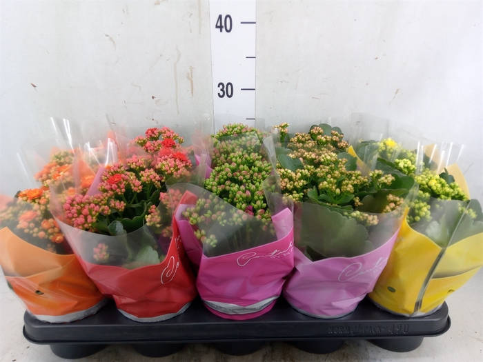 <h4>Kalanchoe blos.   ..rosebud mix  5</h4>