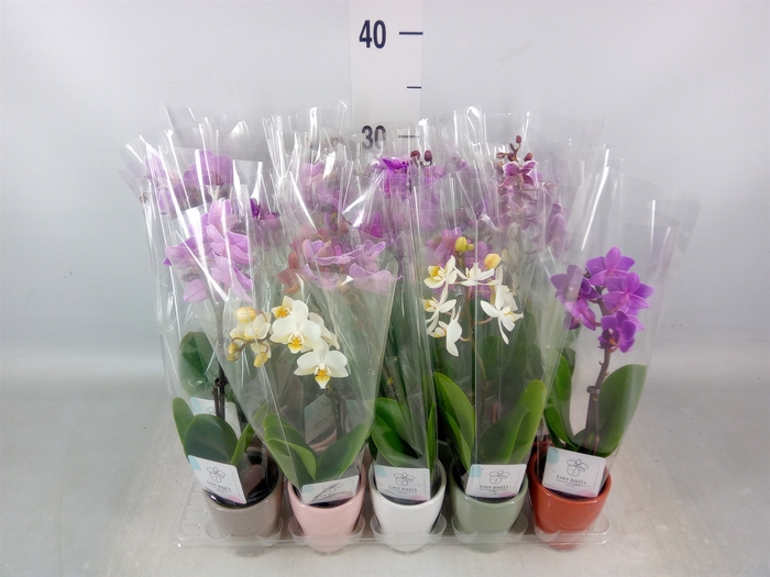 <h4>Phalaenopsis   ...mini</h4>
