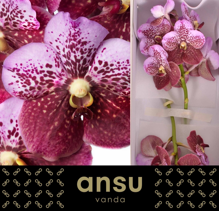 <h4>Vanda divana pink and mahogany</h4>