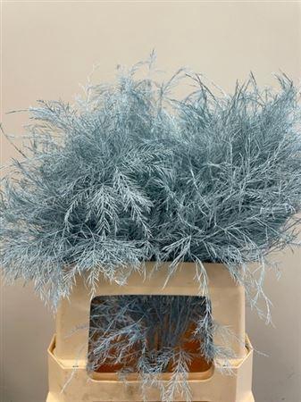 <h4>Treefern Turqoise</h4>