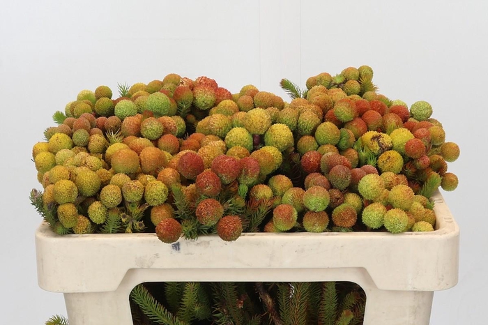 <h4>Cape Green Baubles</h4>