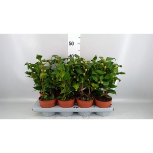 Camellia japonica 'Dr King'