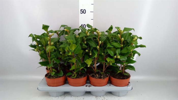 Camellia japonica 'Dr King'