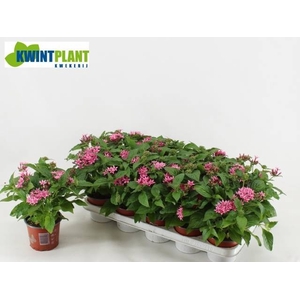 PENT GRAFFI PINK