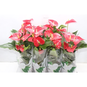 ANTHURIUM FELICITA P15 VERMELHO