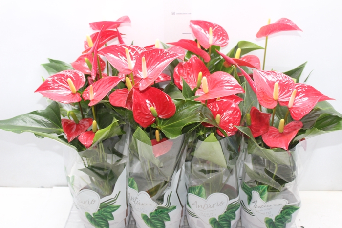 <h4>ANTHURIUM FELICITA P15 VERMELHO</h4>