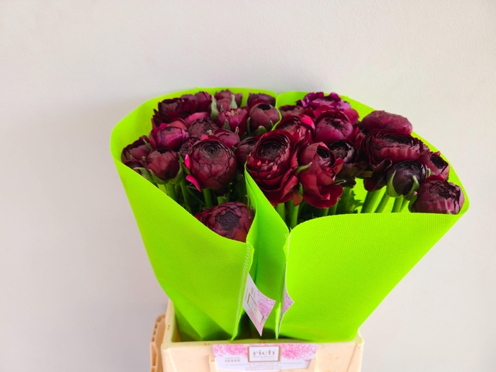 <h4>Ran Aazur Bordeaux</h4>