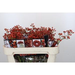 Rozenbottel Autumn Rosefruits